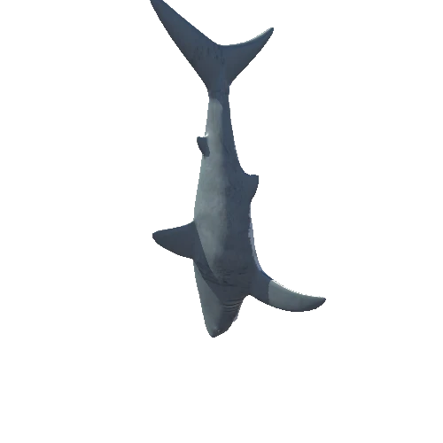 White shark